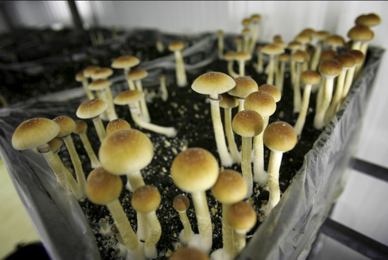 where to buy mushroom chocolate