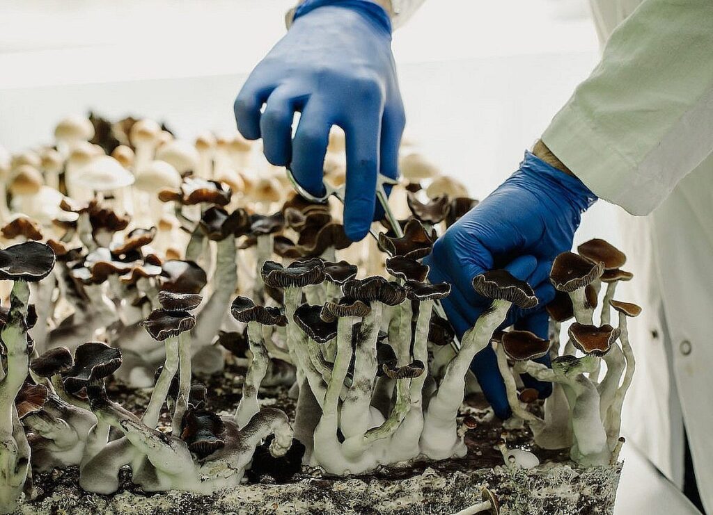 where to buy mushroom chocolate